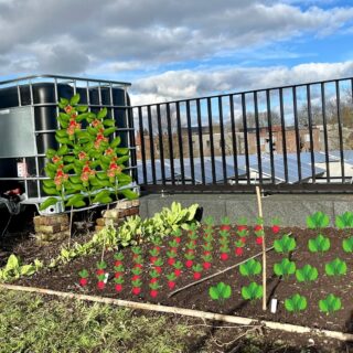 Ongeduld doet dromen… van vrolijke radijsjes en sappige spinazie. Maar ook een regenton verborgen onder bonte bloemen 🌺

Vandaag Cherry Belle radijzen, Vroeg Reuzenblad spinazie en Oost-Indische kers gezaaid. Nu enkel nog wachten én hopen dat de stadsduiven de jonge scheuten met rust laten.

[ #dakakker #groendak #moestuin #zelfvoorzienend #stadslandbouw #cohousing #samentelen #spinazie #radijs #bloementuin ]